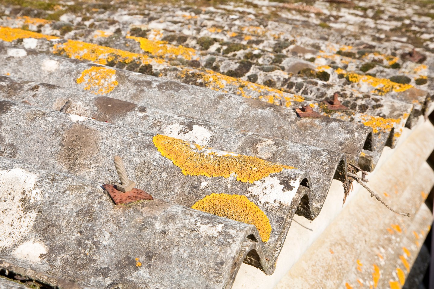 Toiture en plaques ondulées de fibrociment amianté, vieillies et tachées de lichen jaune